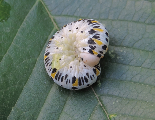 Larva di Cimbicidae, cfr. Palaeocimbex quadrimaculatus